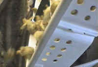 Turkey - Hatchery Disposal - 07