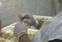 Turkey Hatchery Mutilation - 02