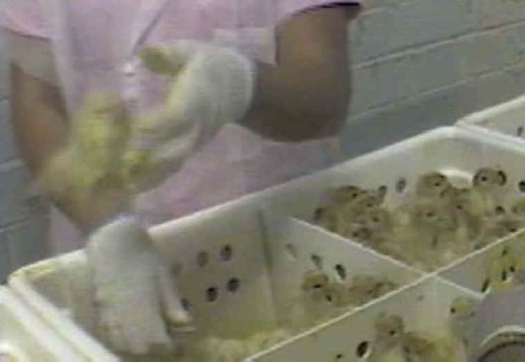 Turkey Hatchery Mutilation - 04