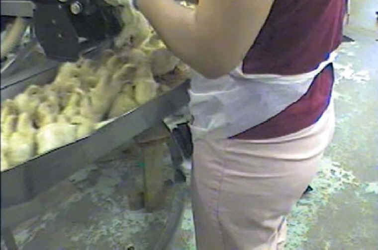 Turkey Hatchery Mutilation - 05