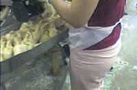 Turkey Hatchery Mutilation - 05