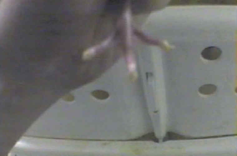 Turkey Hatchery Mutilation - 06