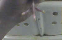 Turkey - Hatchery Mutilation - 06