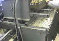 Turkey Hatchery Sorting - 01