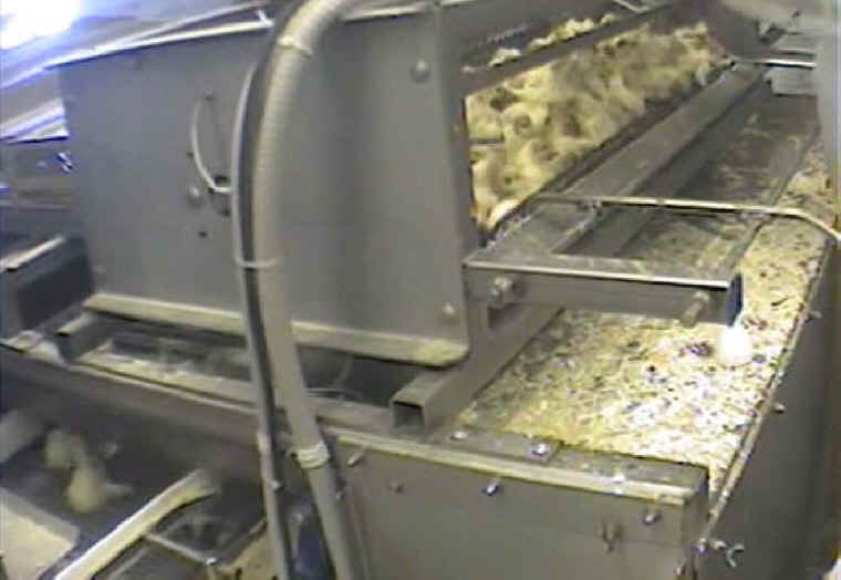 Turkey Hatchery Sorting - 02