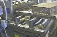 Turkey Hatchery Sorting - 04