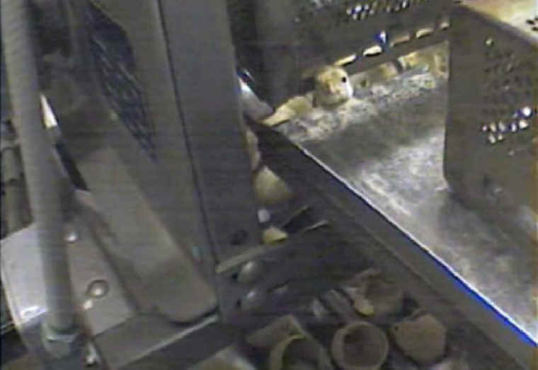 Turkey Hatchery Sorting - 06