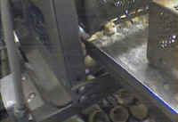 Turkey Hatchery Sorting - 06