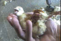 Turkey Hatchery Sorting - 07