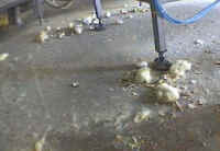 Turkey Hatchery Sorting - 09