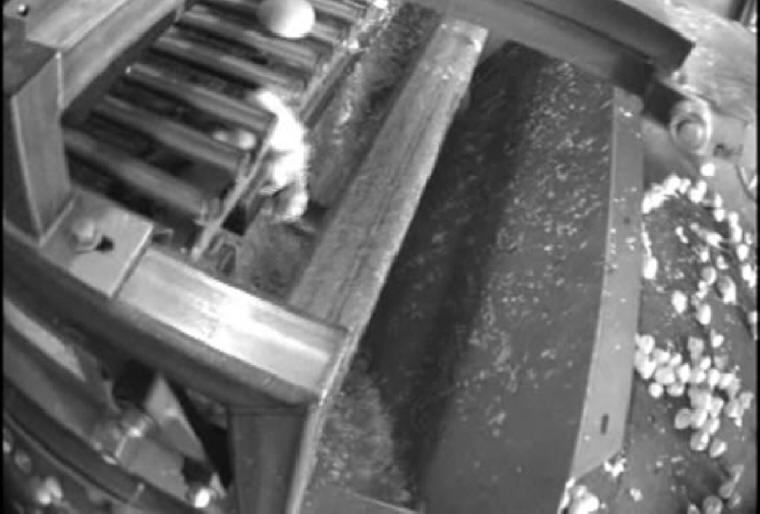 Turkey Hatchery Sorting - 10