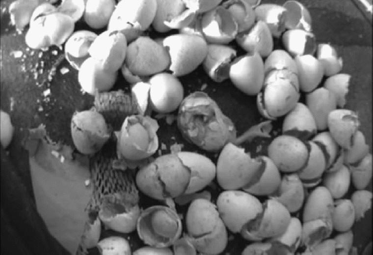 Turkey Hatchery Sorting - 11