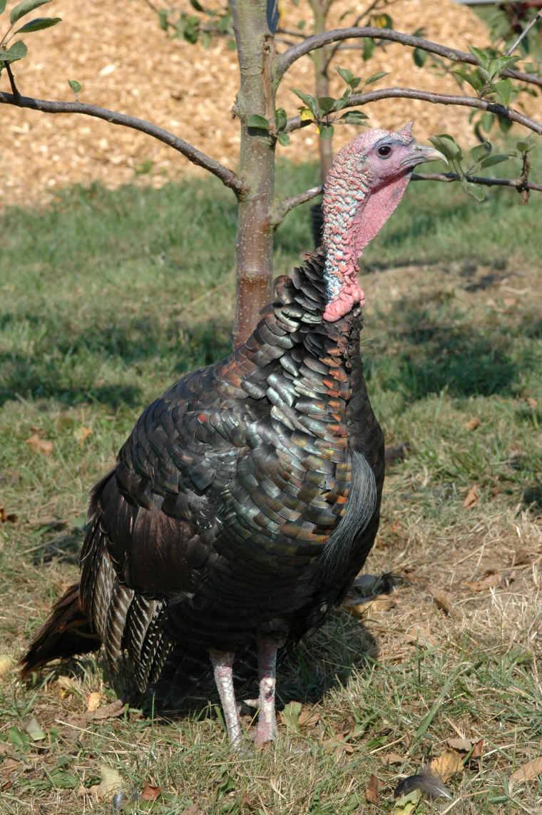 Wild Turkey