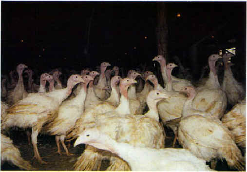 Turkey Unit - 2