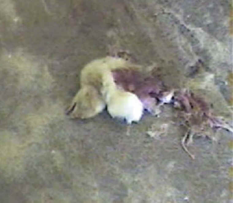 Turkey Hatchery Sorting - 08