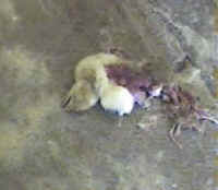 Turkey Hatchery Sorting - 08