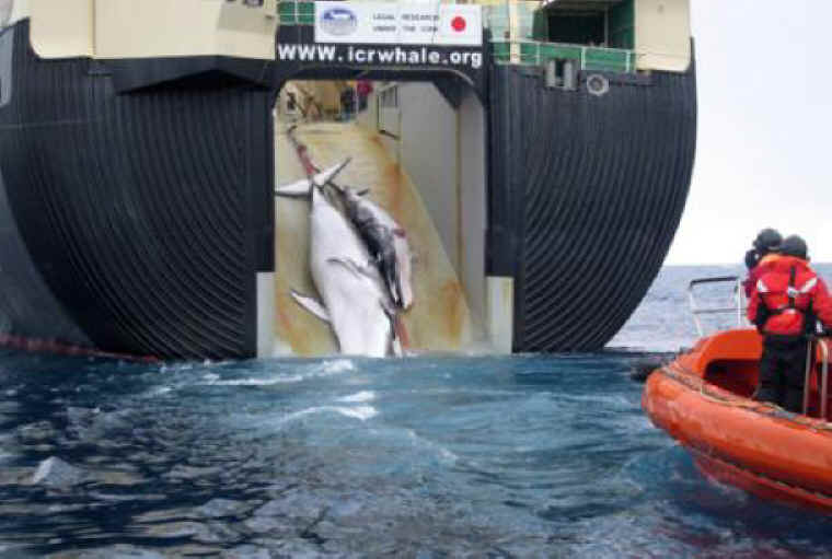 Whales and Whale Exploitation - Slaughter - 13