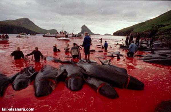 Whales and Whale Exploitation - Slaughter - 18