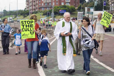badger cull