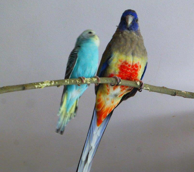 Animal Sanctuary Photos - 011) Orfeus and Mikael