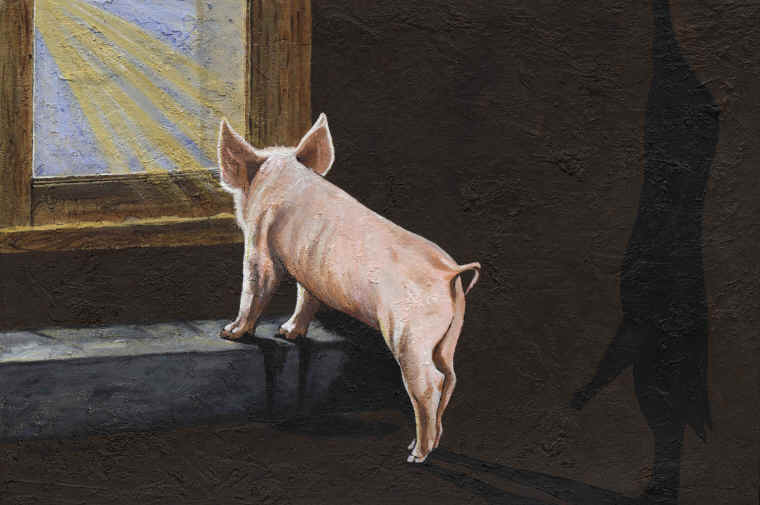 Twyla Francois pig shadow