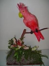 Ikabana parrot
