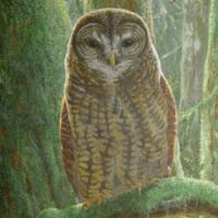spotted owl painting