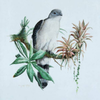 gray-headed kite painting
