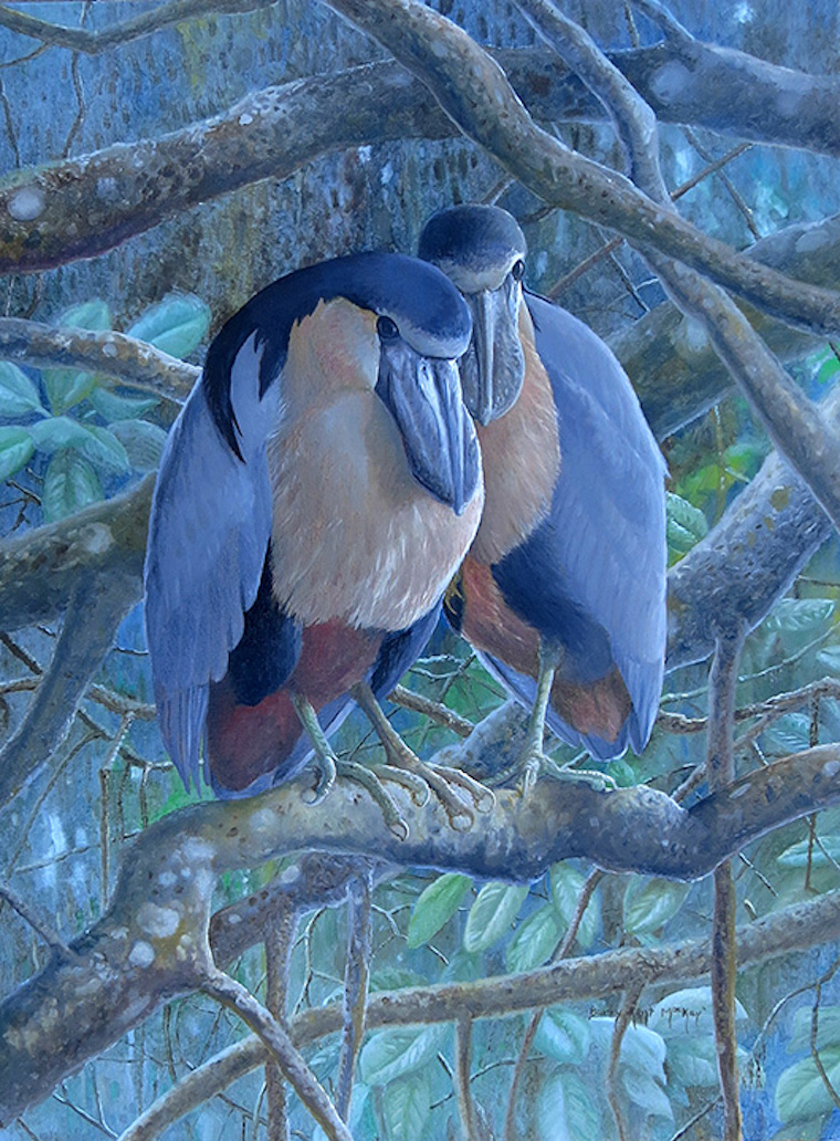 Boat-billed Heron