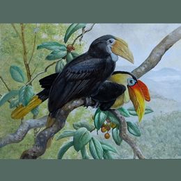 Sunda Wrinkled Hornbill