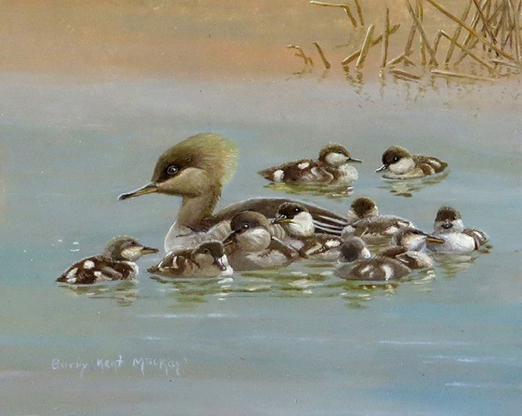 Hooded Merganser (Lophopdytes cucullatus)