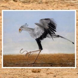 secretarybird painting