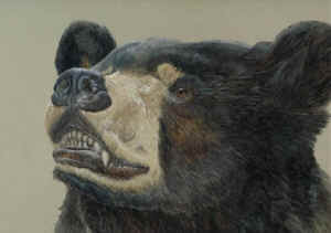 black bear Barry MacKay