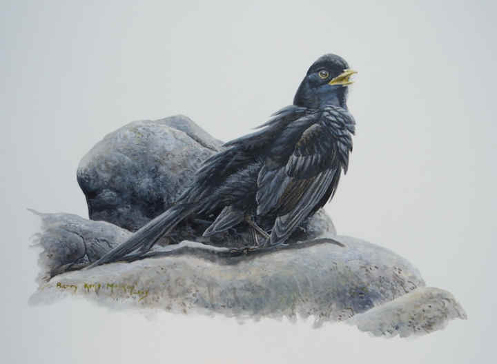 Common (European) Blackbird