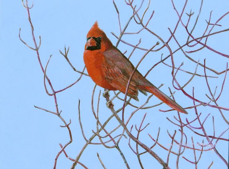 Northern Cardinal (Cardinalis cardinalis cardinalis)