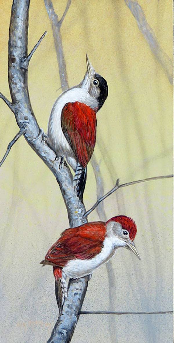 Scarlet-backed Woodpecker