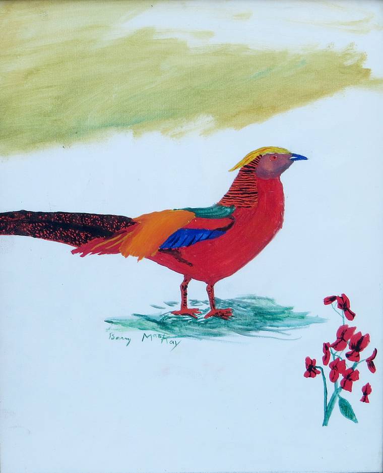 Golden Pheasant (Chrysolophus pictus)