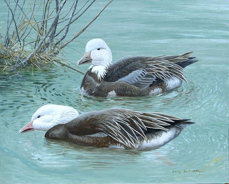 Snow Geese
