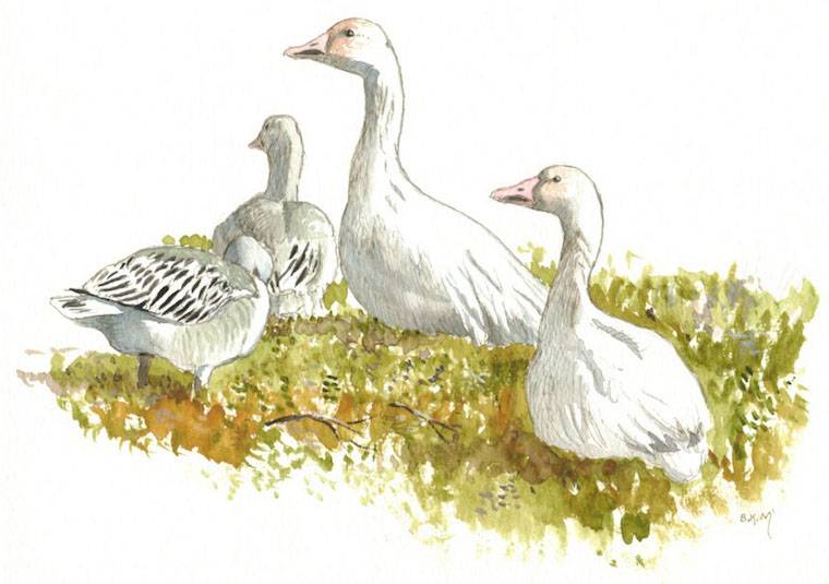 Snow Geese