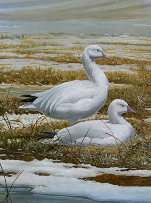Snow Geese