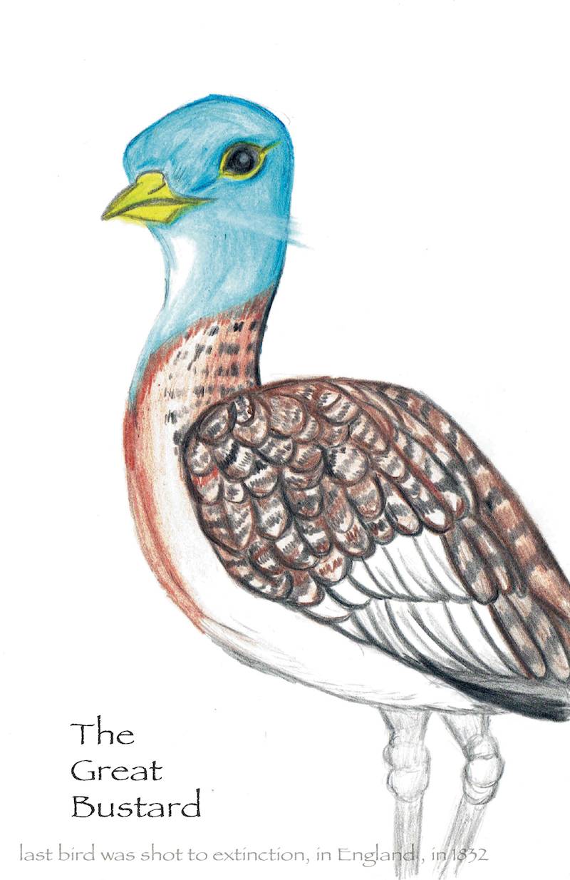 great bustard