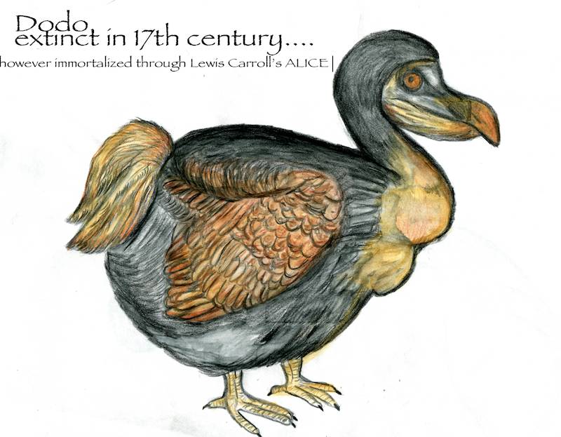 dodo