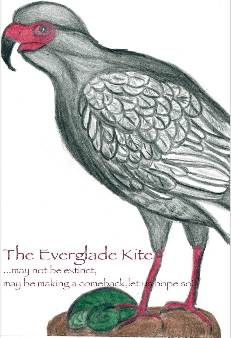 Everglade Kite