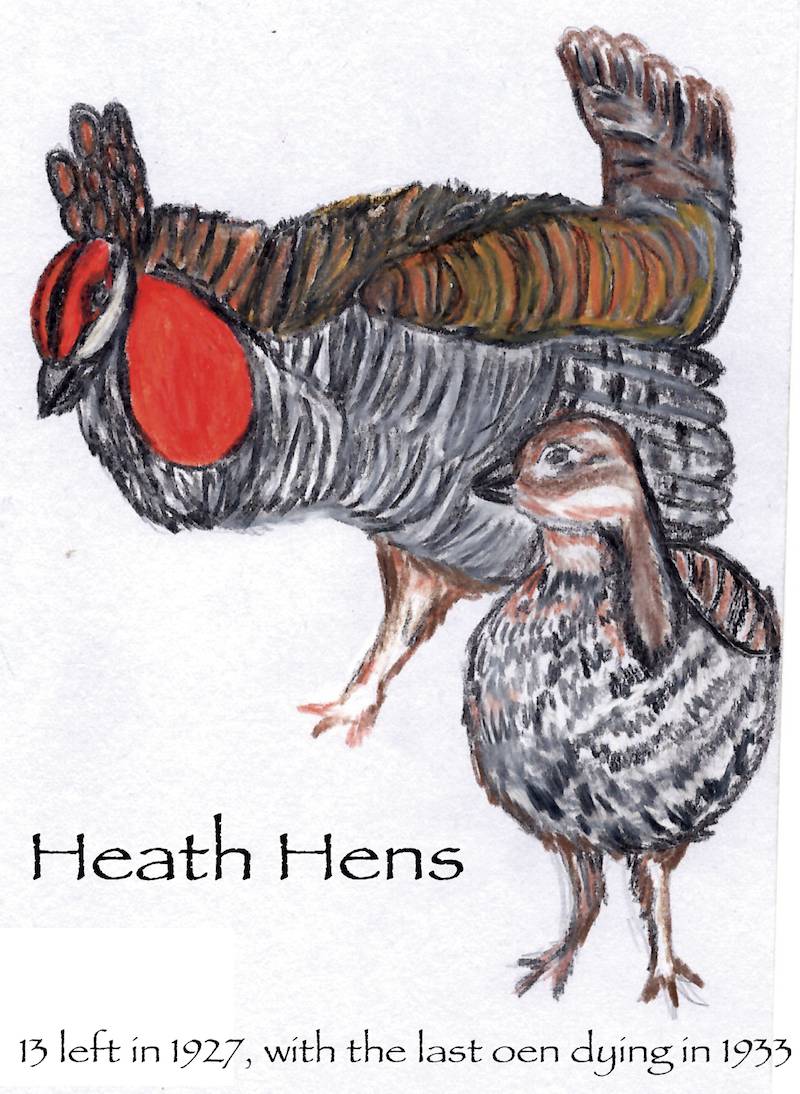 Heath Hens