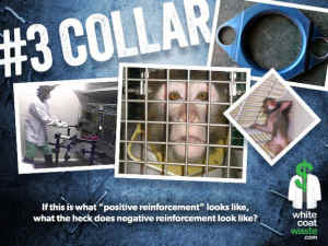 terrifying tortures vivisection