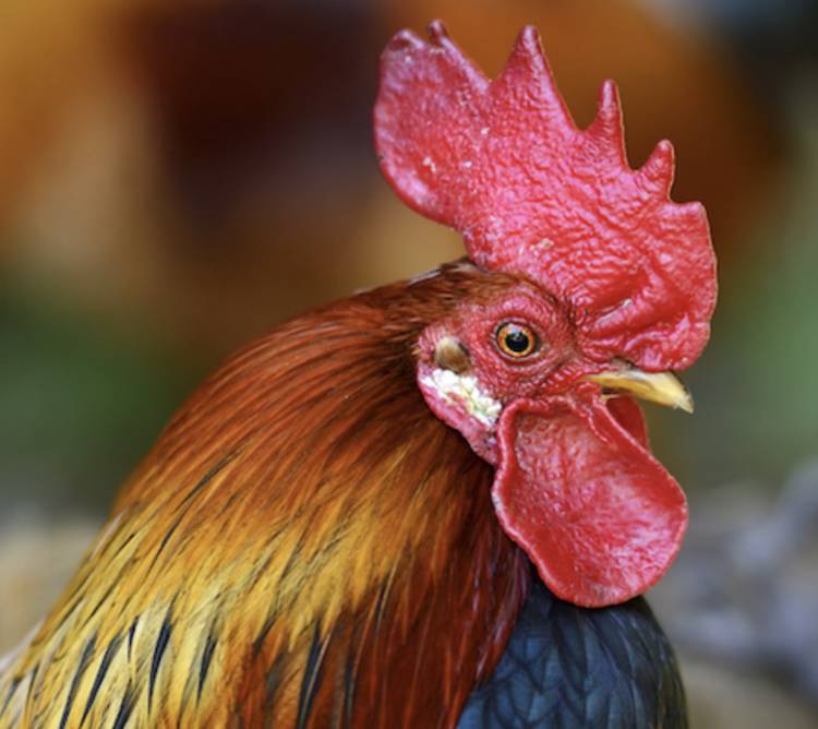 rooster