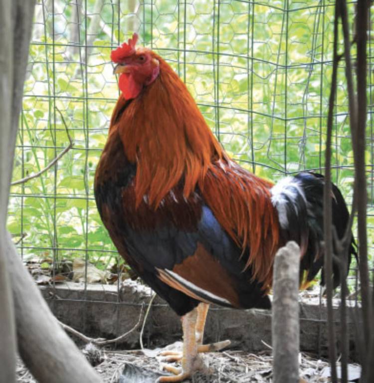 rooster sippi
