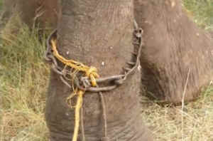 Raju chained elephant