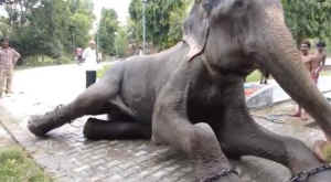 Raju chained elephant