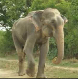 Raju chained elephant